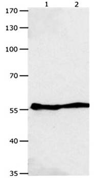 GJA9 Antibody