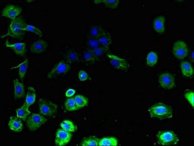 GJB7 antibody