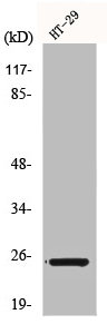 GJB7 antibody