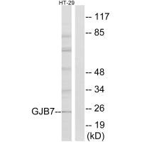 GJB7 antibody