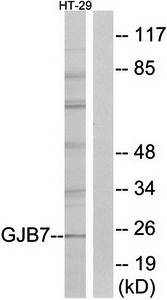 GJB7 antibody