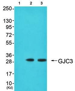GJC3 Antibody