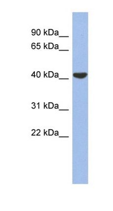 GJD4 antibody