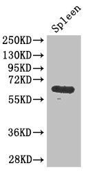 GK antibody