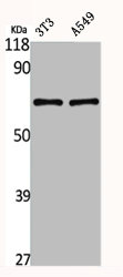 GK2 antibody