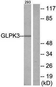 GK3 antibody