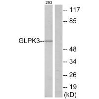 GK3P antibody