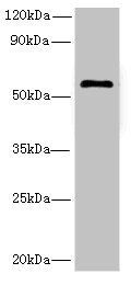 GK5 Antibody