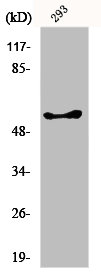 GK/GK3P antibody