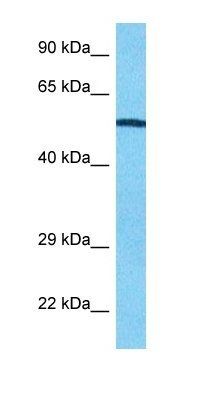 GLCM antibody