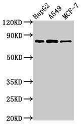 GLE1 Antibody