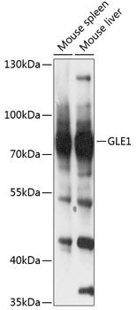 GLE1 antibody
