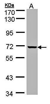 GLE1 antibody