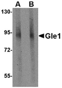 Gle1 Antibody