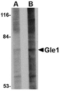 Gle1 Antibody