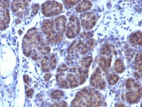 GLG1 (Golgi Glycoprotein 1) (Marker for Human Cells) Antibody