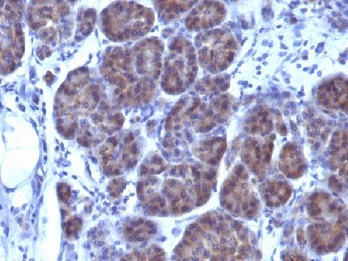 GLG1 antibody