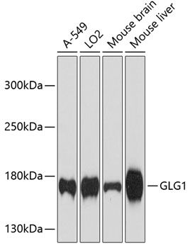 GLG1 antibody