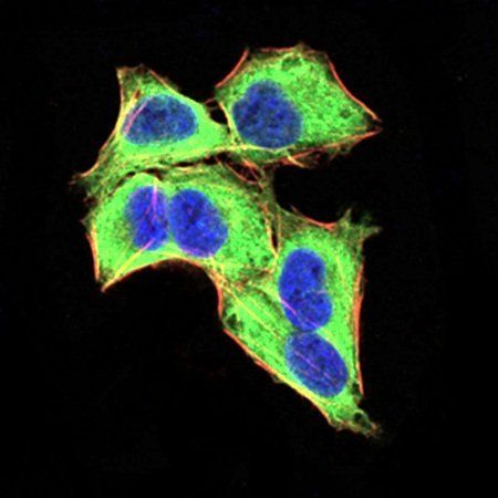 GLI1 Antibody