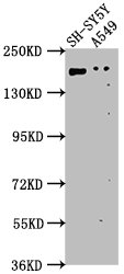 GLI2 Antibody