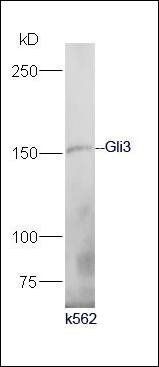 Gli3 antibody