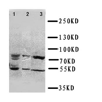 Transcriptional activator GLI3 Gli3 Antibody