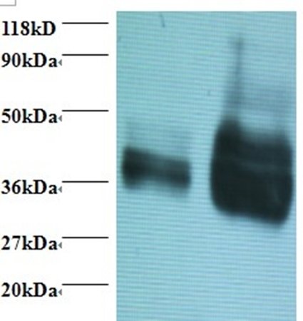 Gliadin antibody (FITC)