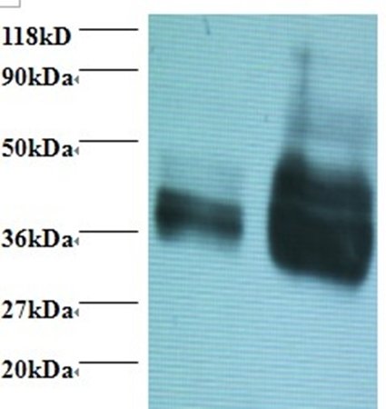 Wheat Gliadin Antibody, FITC conjugated