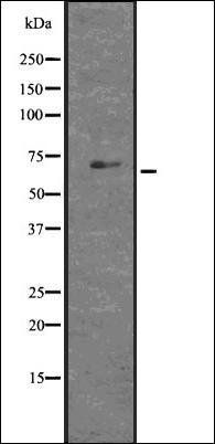 GLIS1 antibody