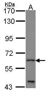 GLIS1 antibody [C3], C-term