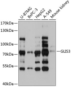 GLIS3 antibody