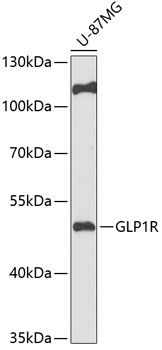 GLP-1 antibody