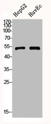 GLP-1 antibody