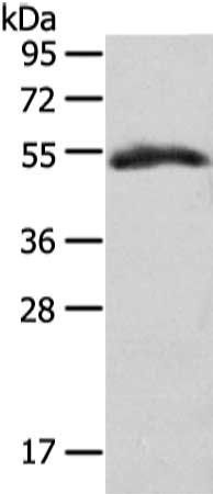 GLRA1 antibody