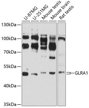 GLRA1 antibody