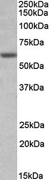 Goat anti-Glycine receptor, alpha 1 (intracellular) Antibody