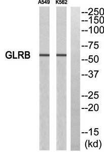 GLRB Antibody