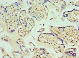 GLRX2 Antibody