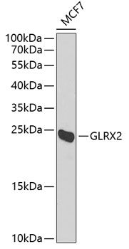 GLRX2 antibody