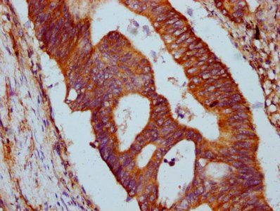 GLRX5 Antibody