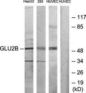 GLU2B antibody