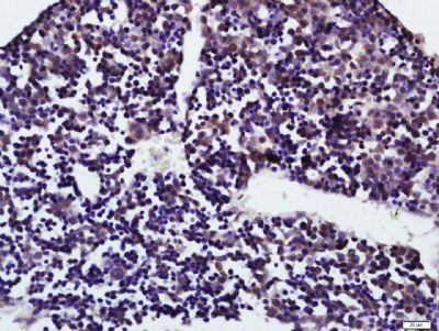 GLUR4 Rabbit Polyclonal Antibody