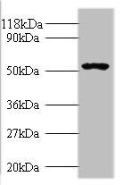 Glucagon-like peptide 1 R antibody