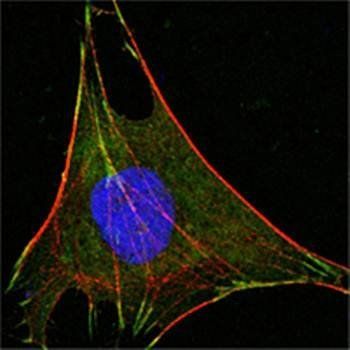 Glucose-6-phosphate isomerase Antibody