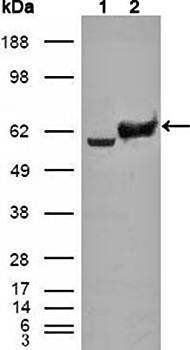 Glucose-6-phosphate isomerase Antibody