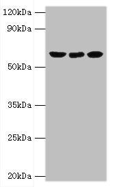 GLUD2 antibody