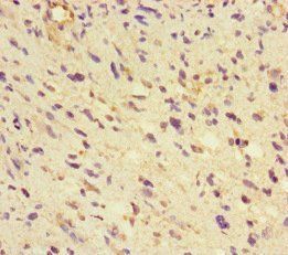 GLUL Antibody