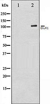 GluR1 antibody
