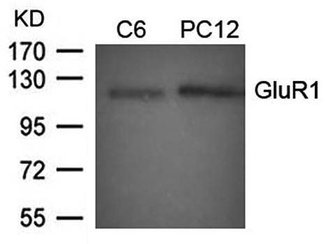 GluR1 (Ab-849) Antibody