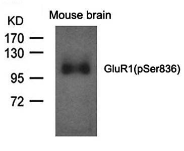 GluR1 (phospho-Ser836) Antibody